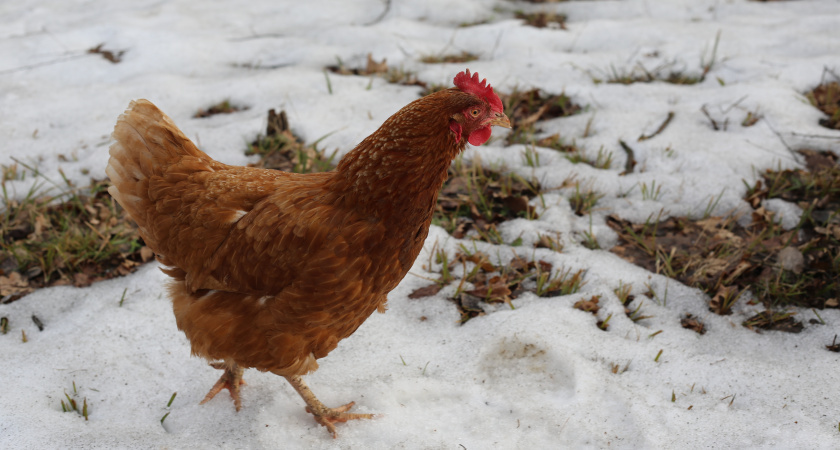    Вши с кур сбегут, сверкая пятками: бросаем 3 веточки в курятник — и облысение несушкам не грозит