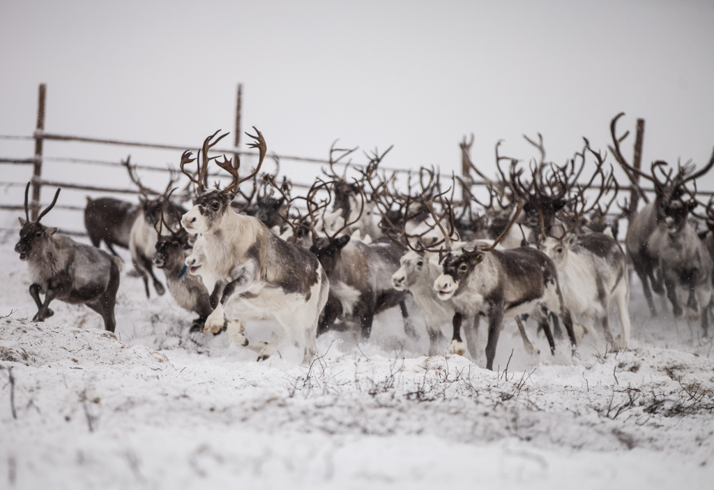    Оленеводческие компании Югры получают расширенную поддержку