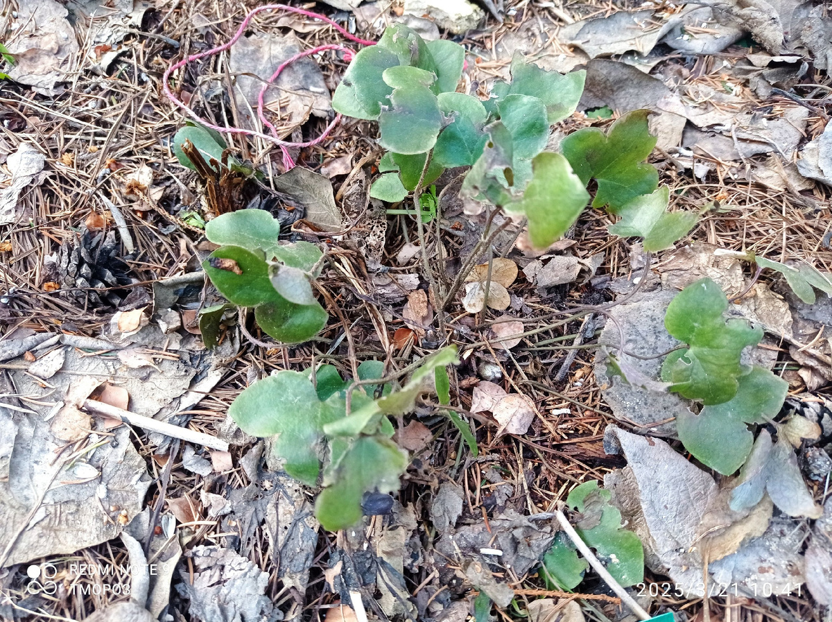 тоже пробуждение