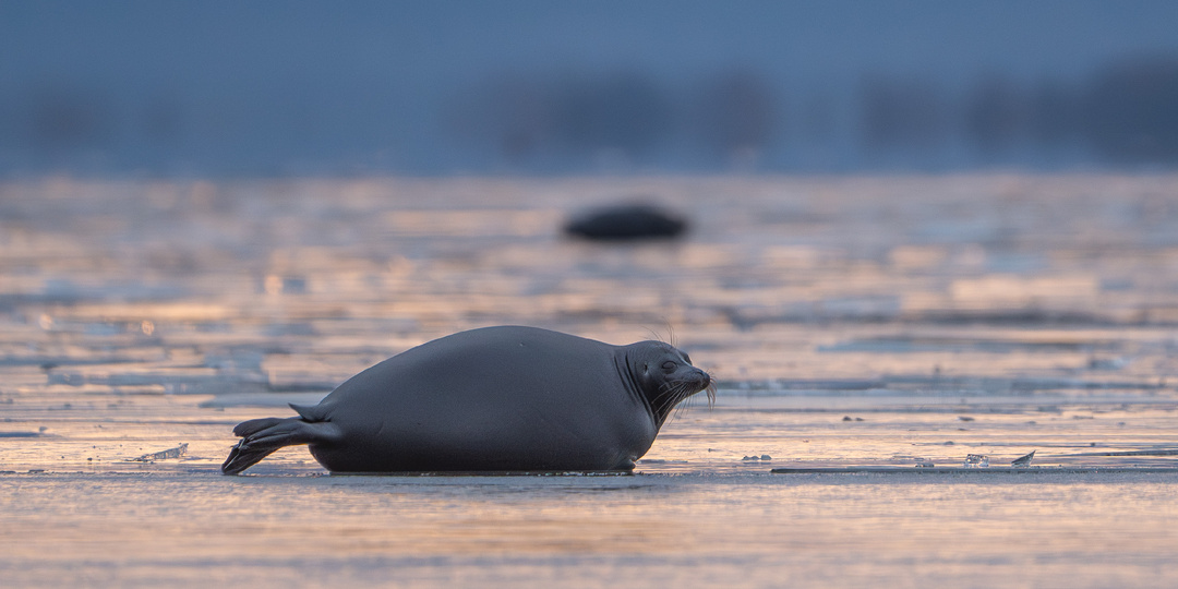 На Байкале начались учёты нерп