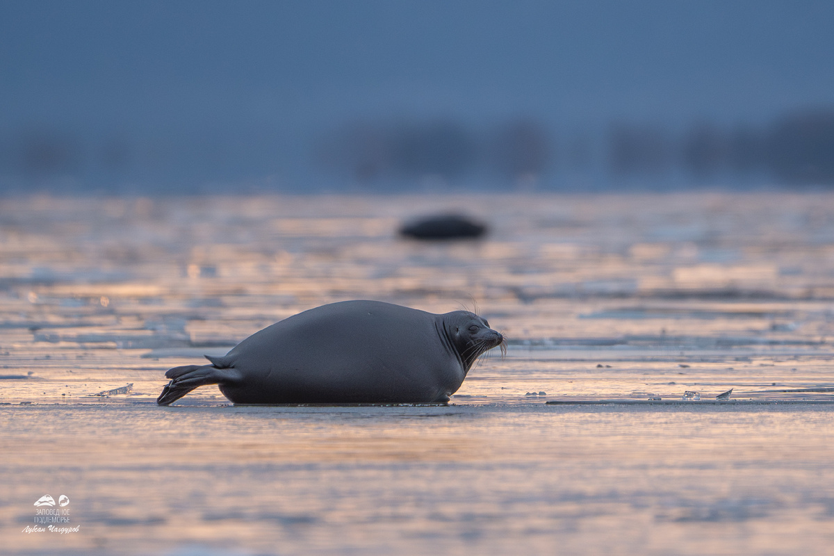 Байкальская нерпа. Автор фото Лубсан Чагдуров