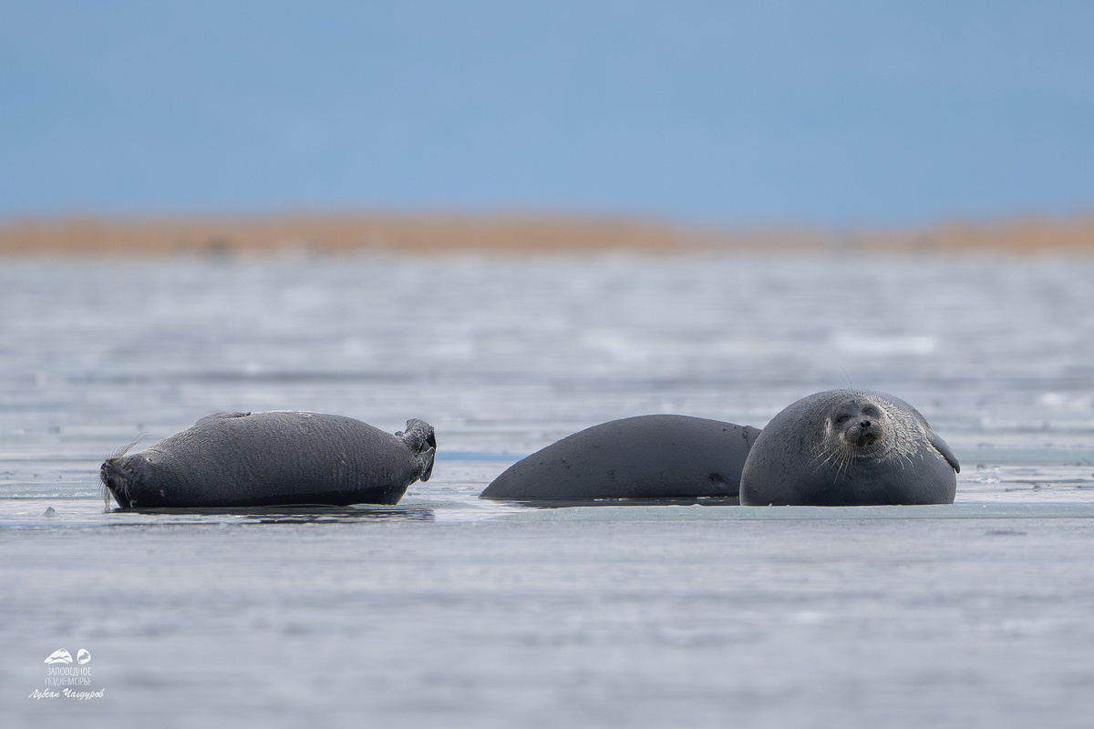 Байкальские нерпы. Автор фото Лубсан Чагдуров