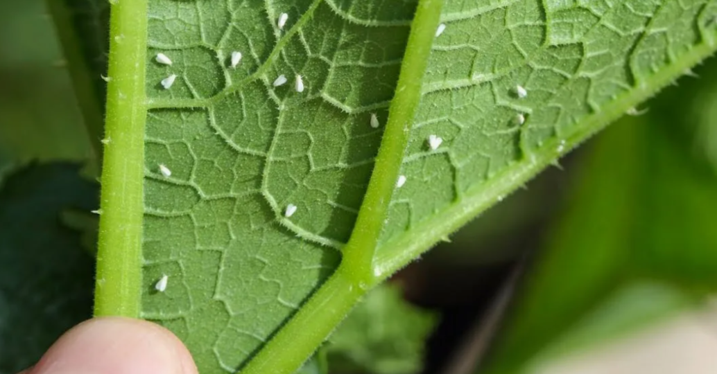 Откуда в парниках и теплицах появляется белокрылка?