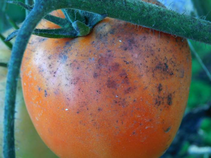 Сажистый грибок