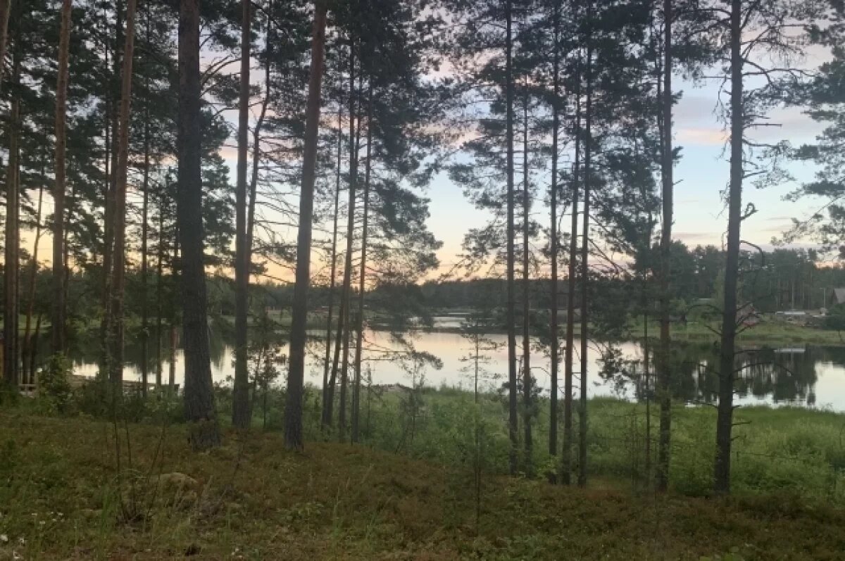    В Рязанской области высажено 6 миллионов саженцев сосны