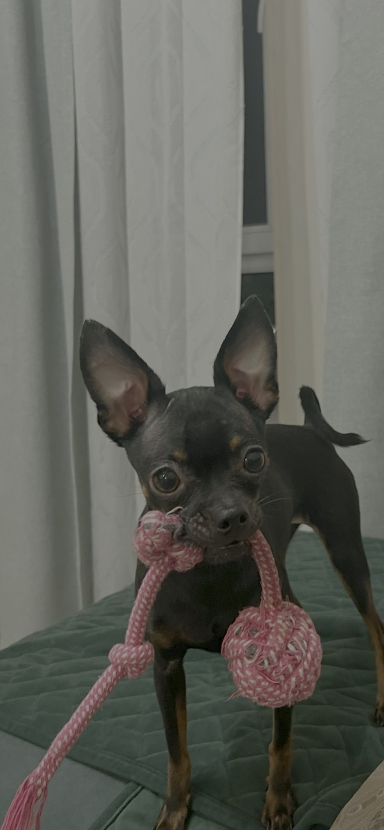 Боня просит меня отвлечься от выполнения прямых должностных обязанностей и принять участие в борьбе за игрушку. Фото из личных архивов автора. 