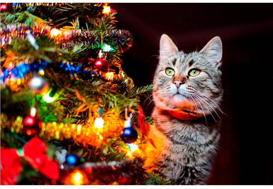     Главная елка Минской области: cтало известно, где установят самую высокую красавицу