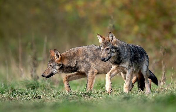 Piotr Krzeslak/Shutterstock/FOTODOM