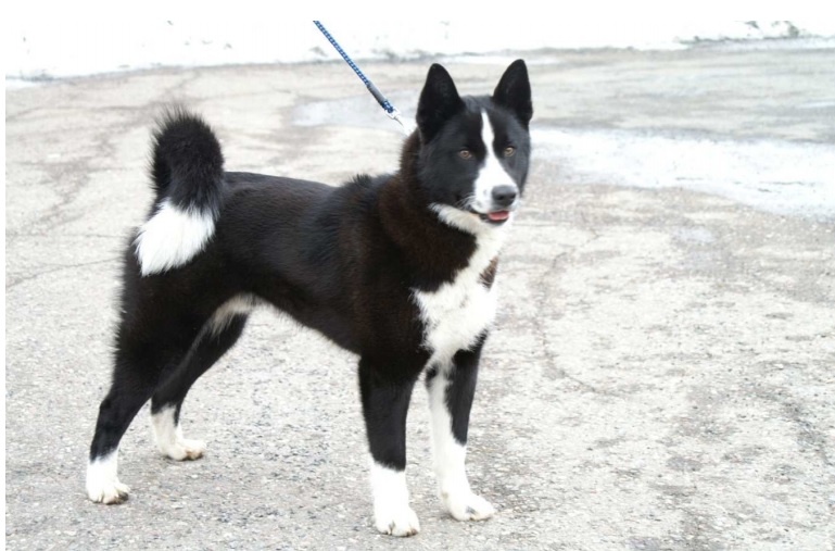 Карельская медвежья собака