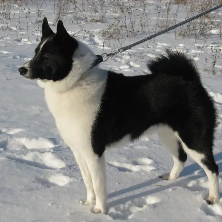 Русско-европейская лайка