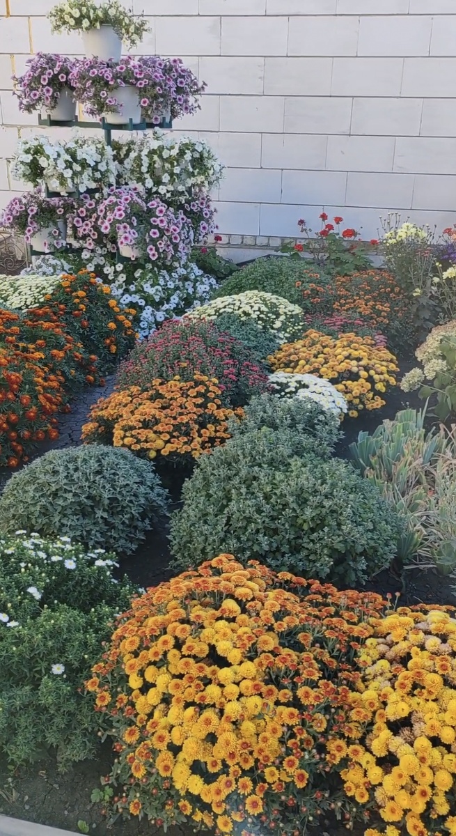 Любимые хризантемы