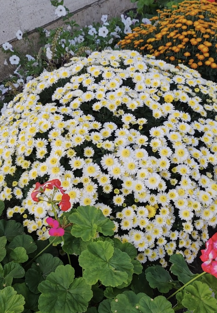 Хризантема мультифлора