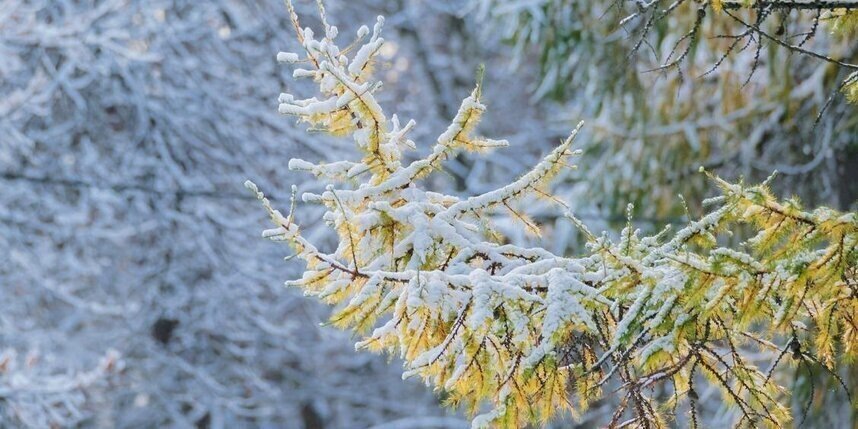    Алена Бобрович