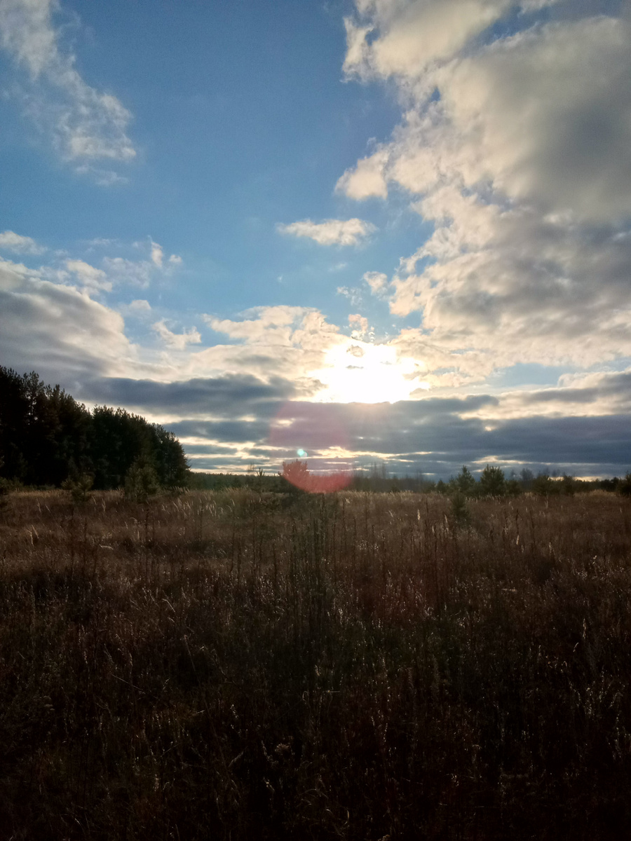 Поле дураков