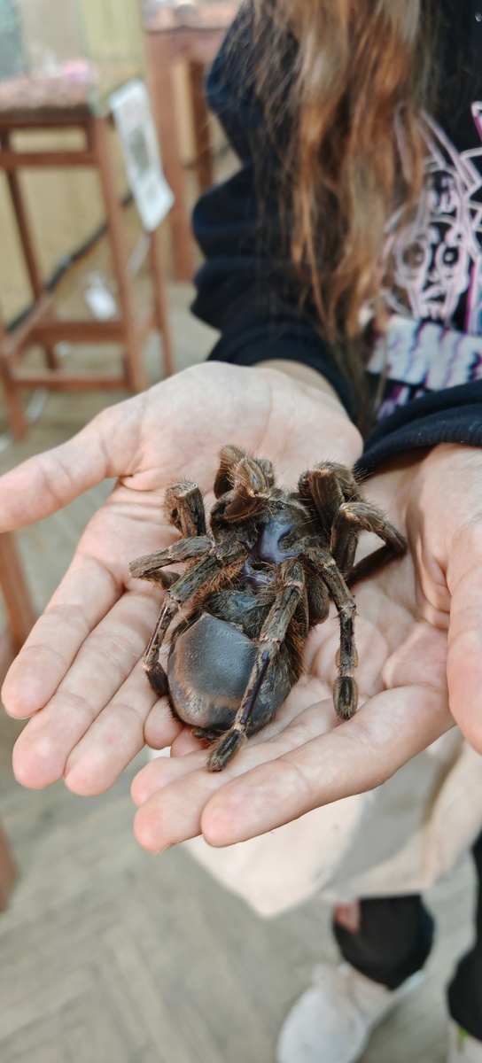 Факты о поуках. 