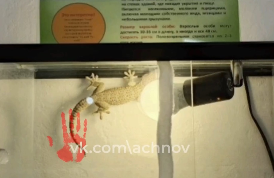 Одна из рептилий