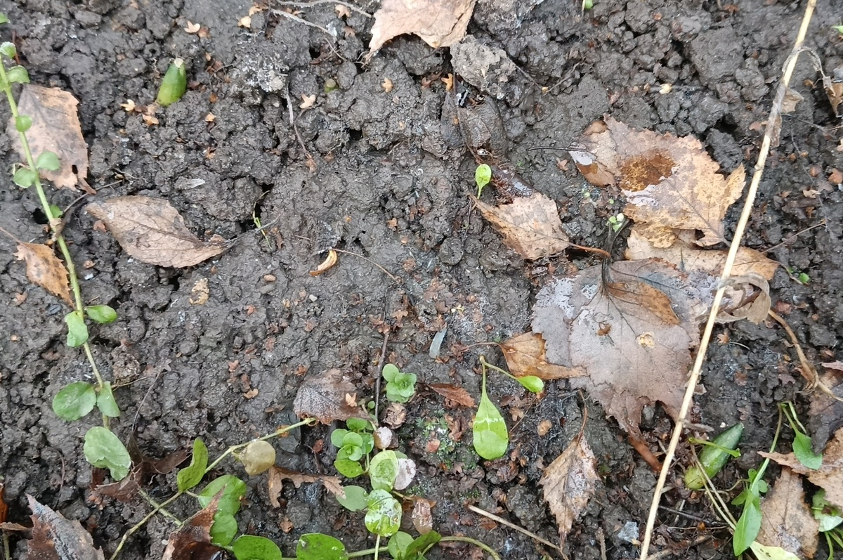 Два толстеньких всхода черемши пробились сквозь траву и листья.