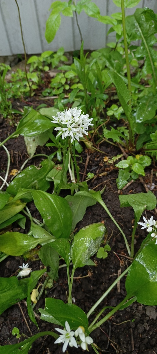 Теперь я знаю, как цветет черемша и какие у нее семена 