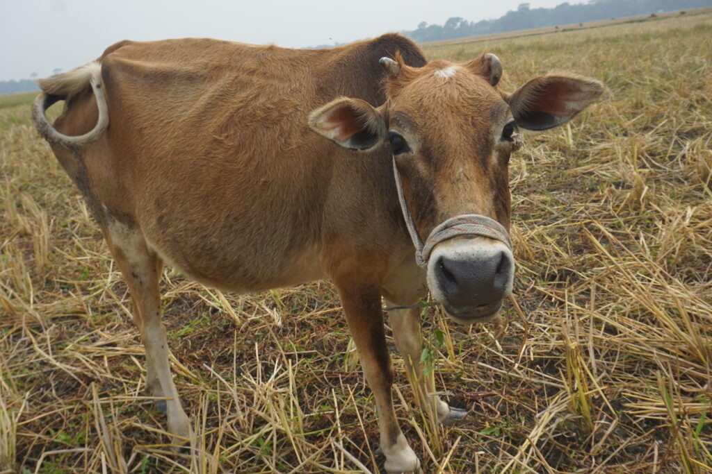Vechur Cattle / Md Rumon Munshi / GettyImages