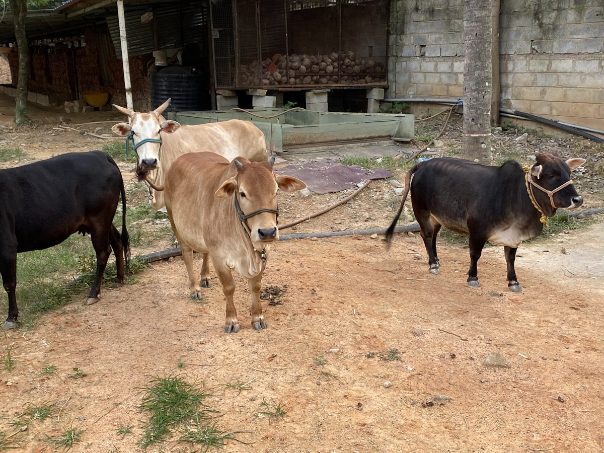 Debu Durlav GettyImages