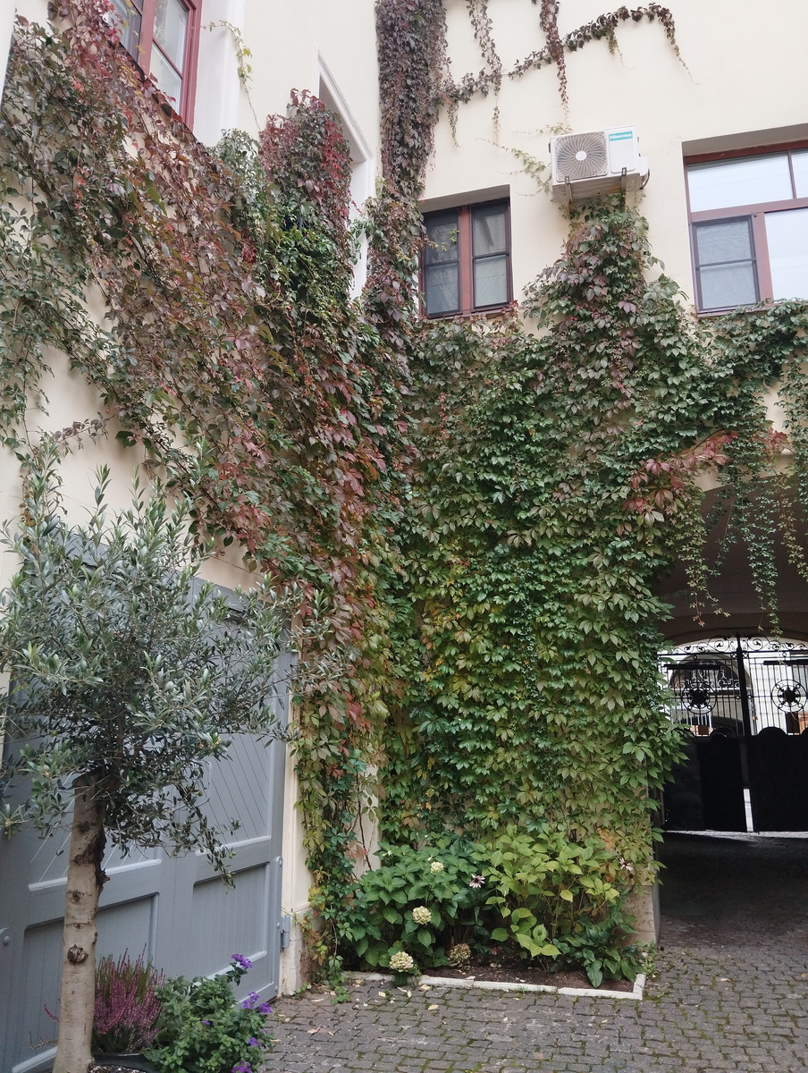 Двор, увитый девичьим виноградом