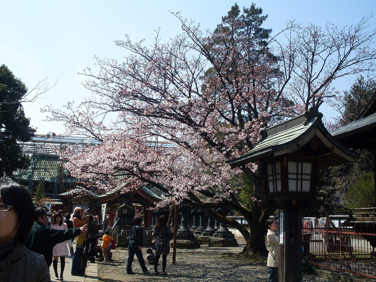 Ханами в парке Уэно, апрель 2009 Фото: Toshihiro Gamo / Wikimedia Commons, CC BY 2.0