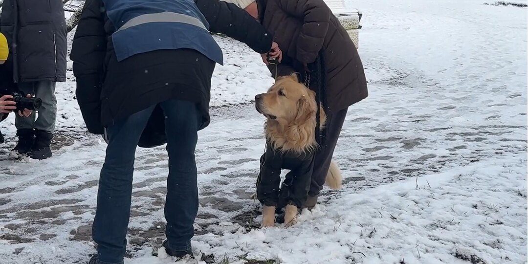 Первый рейд по соблюдению правил выгула собак прошёл в парке Победы
