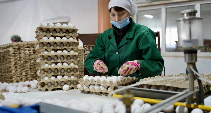    Птицеводство Приангарья демонстрирует рекордные показатели производства яиц