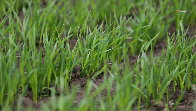      Фото: ИА «Победа26»