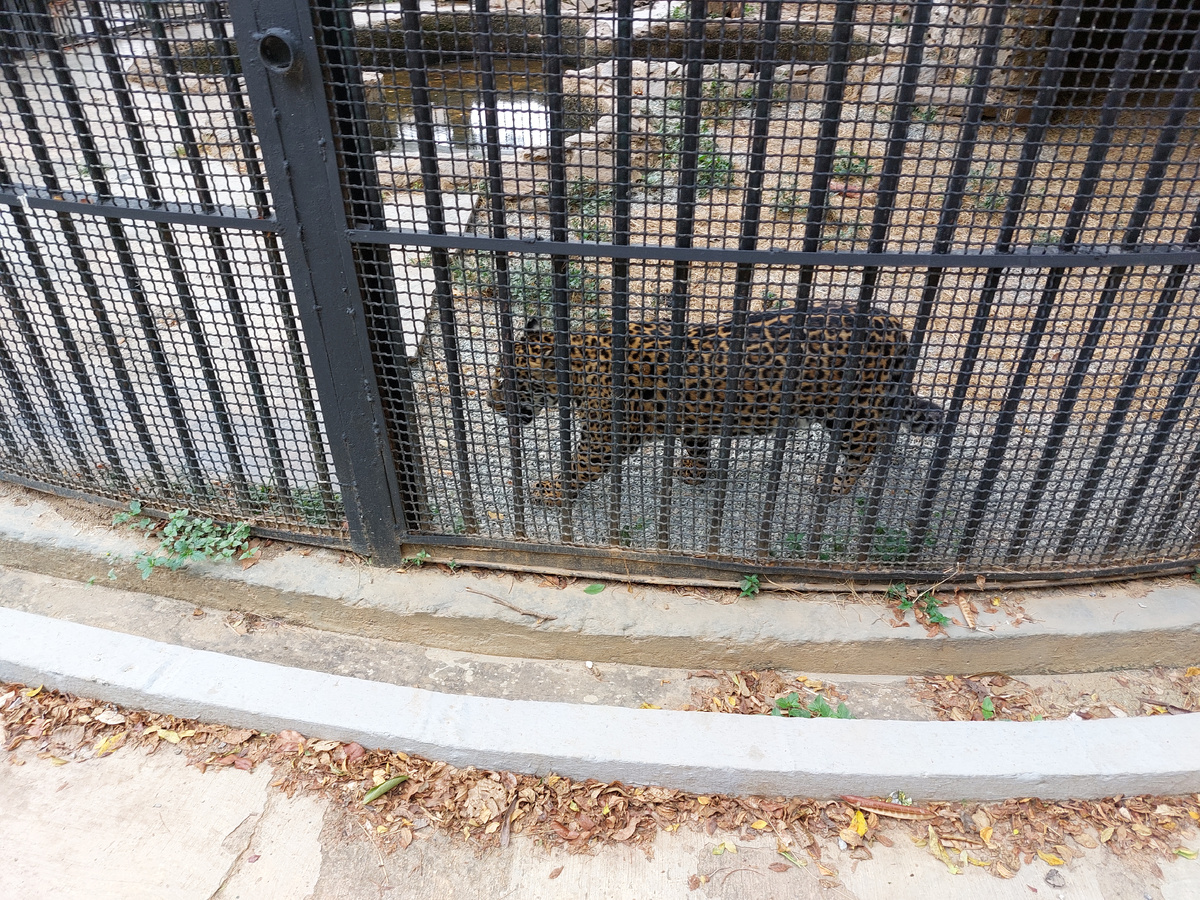 Ягуар. Фото автора.