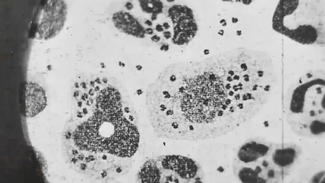    Скриншот: YouTube/@centralnoetelevidenie