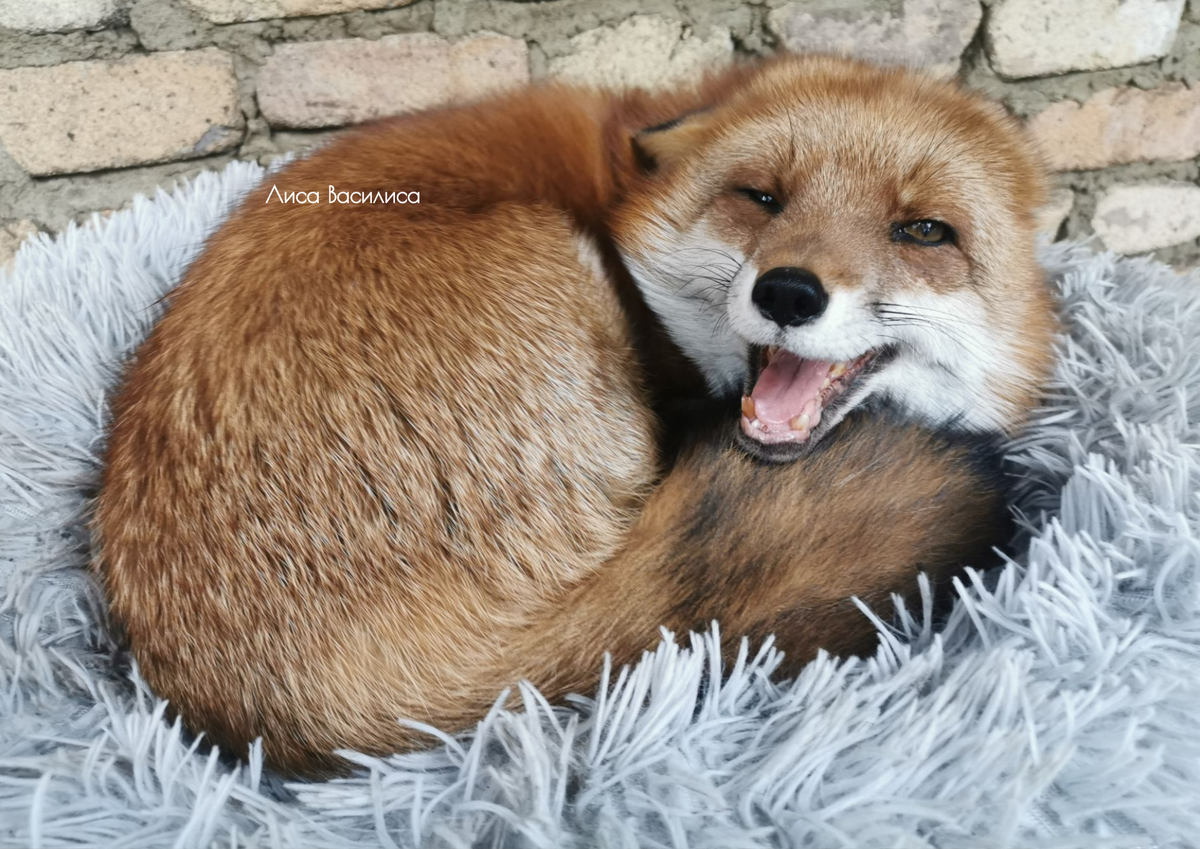 Лиса Василиса, 11 с половиной лет