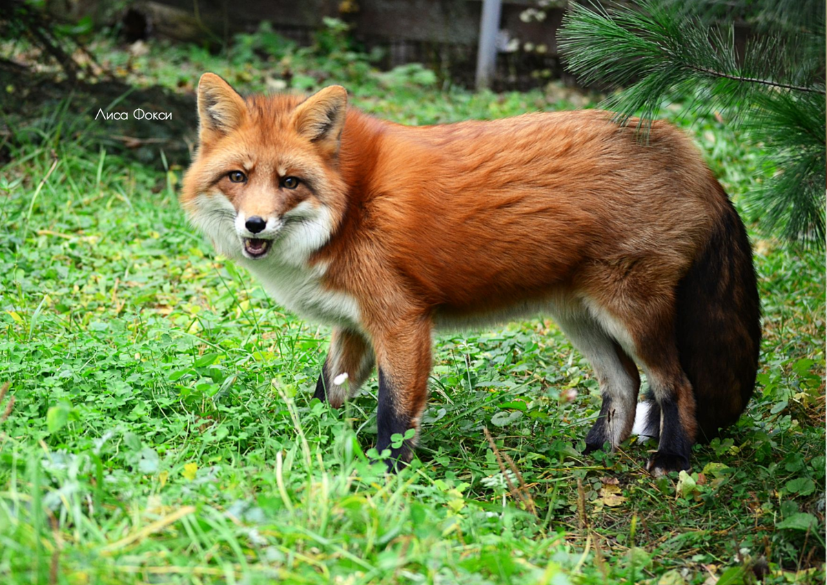 Лиса Фокси, порода Красная Салтыковская