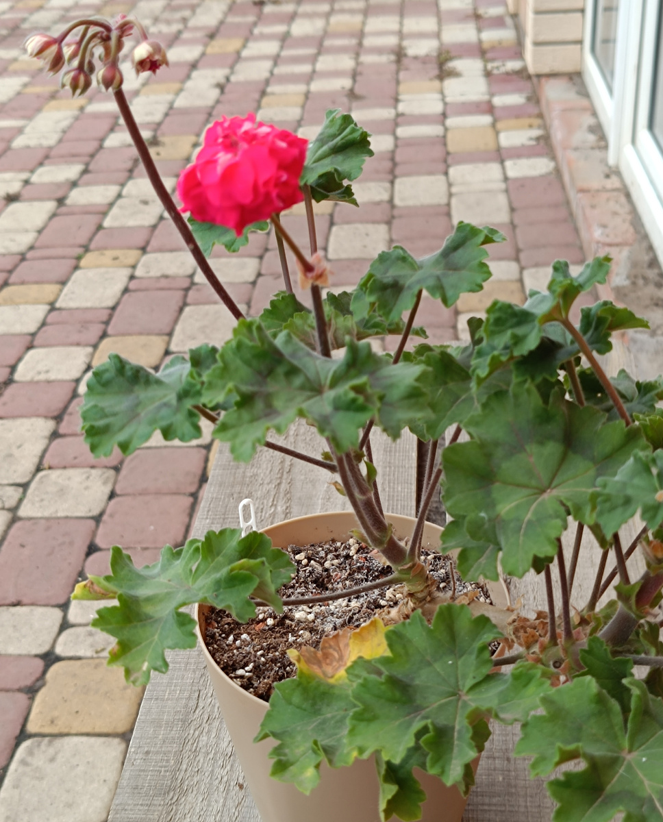 Куст СиМ Ваше Величество 