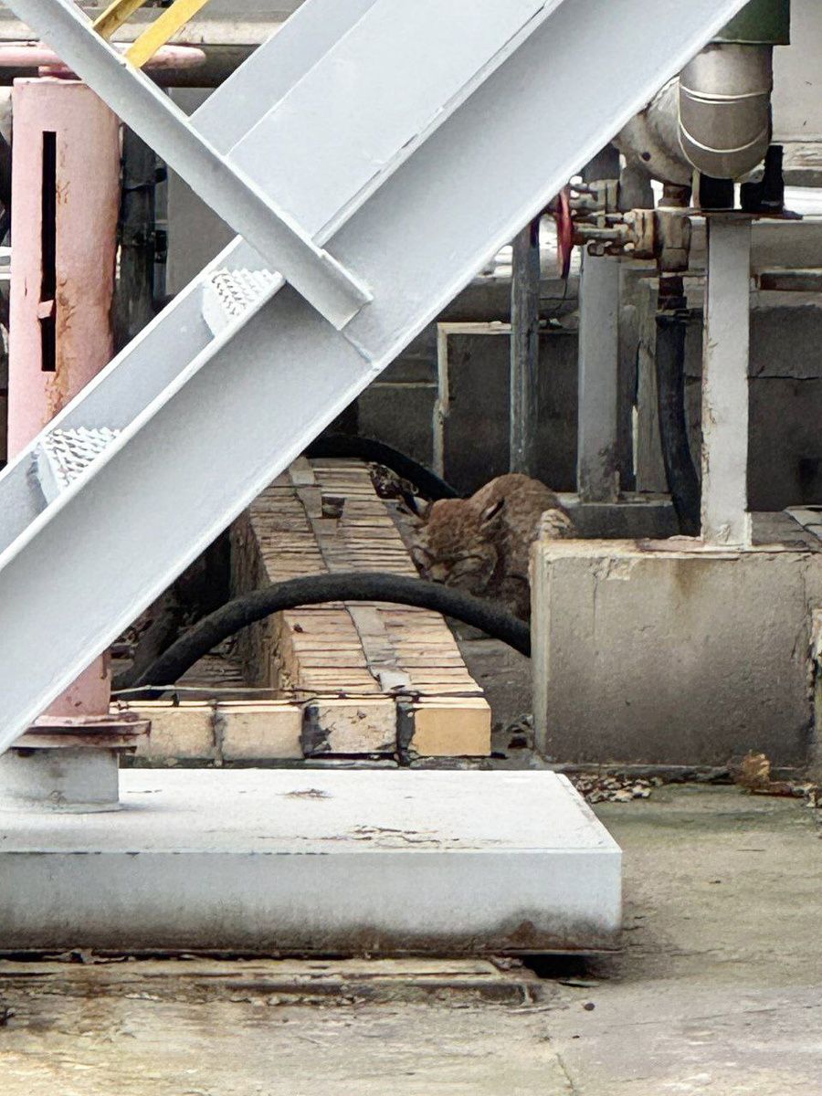    Фото: "Мозырский нефтепереработчик" / Telegram