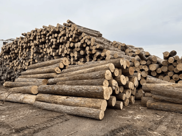 Маньчжурский ясень