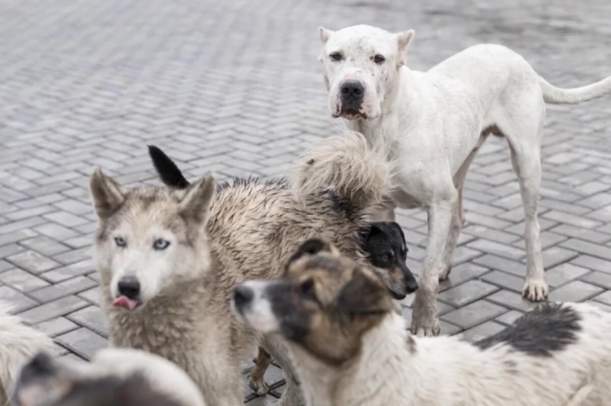    После нападения бездомных собак на ребёнка в Дагестане начали проверку