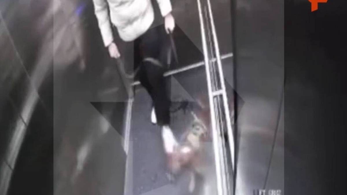    Фото: скриншот с видео / РЕН ТВ / Telegram