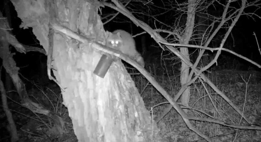    Хоперский заповедник.