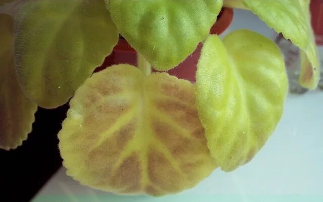 ( фото интернет)