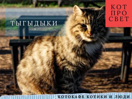 Кошачий тыгыдык: почему кошка резко носится по дому и что делать