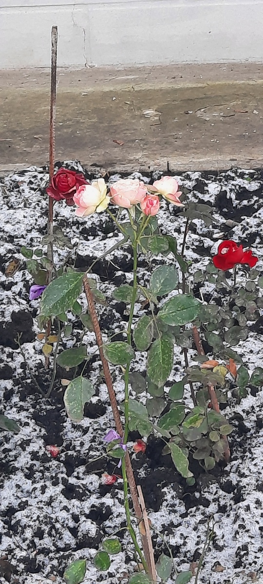 У нашего подъезда всё ещё цветут розы..