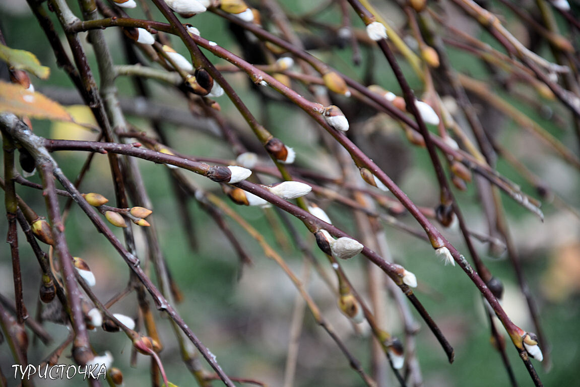 В конце ноября цветёт верба в Ростове