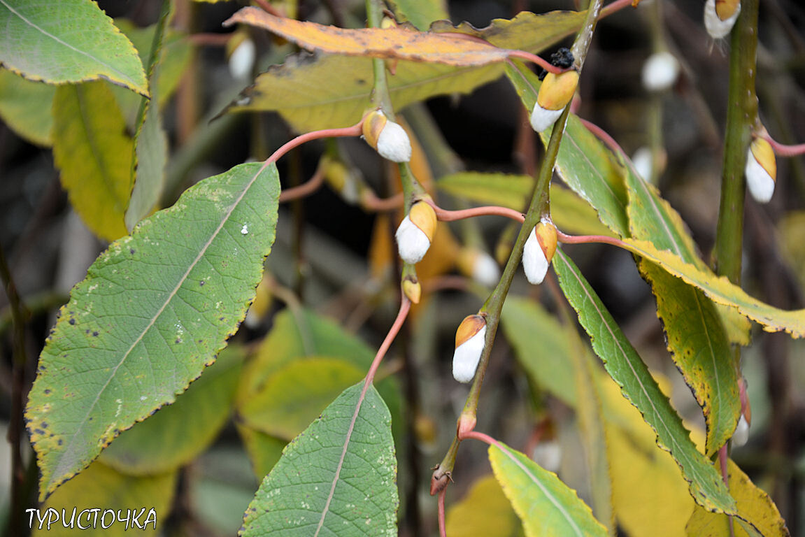 В конце ноября цветёт верба в Ростове
