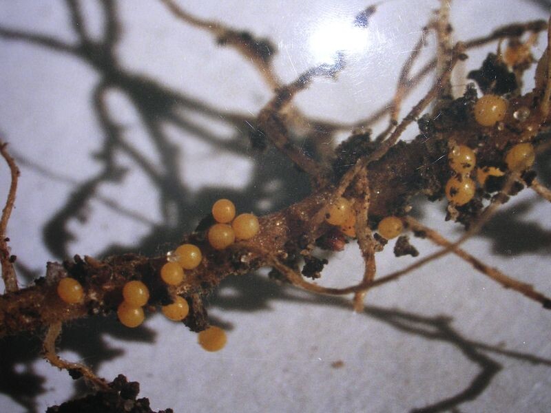    Карантинная зона по повилике в 800 га установлена в Мордовии