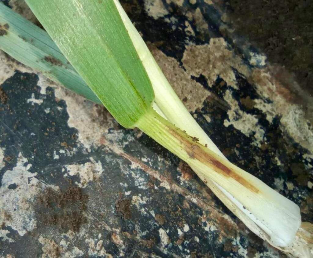    Фото: Росспльхозцентр Веселовские вести