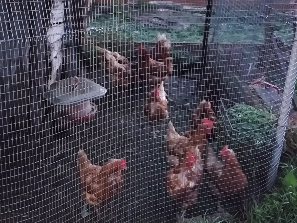 Сонные куры в полумраке