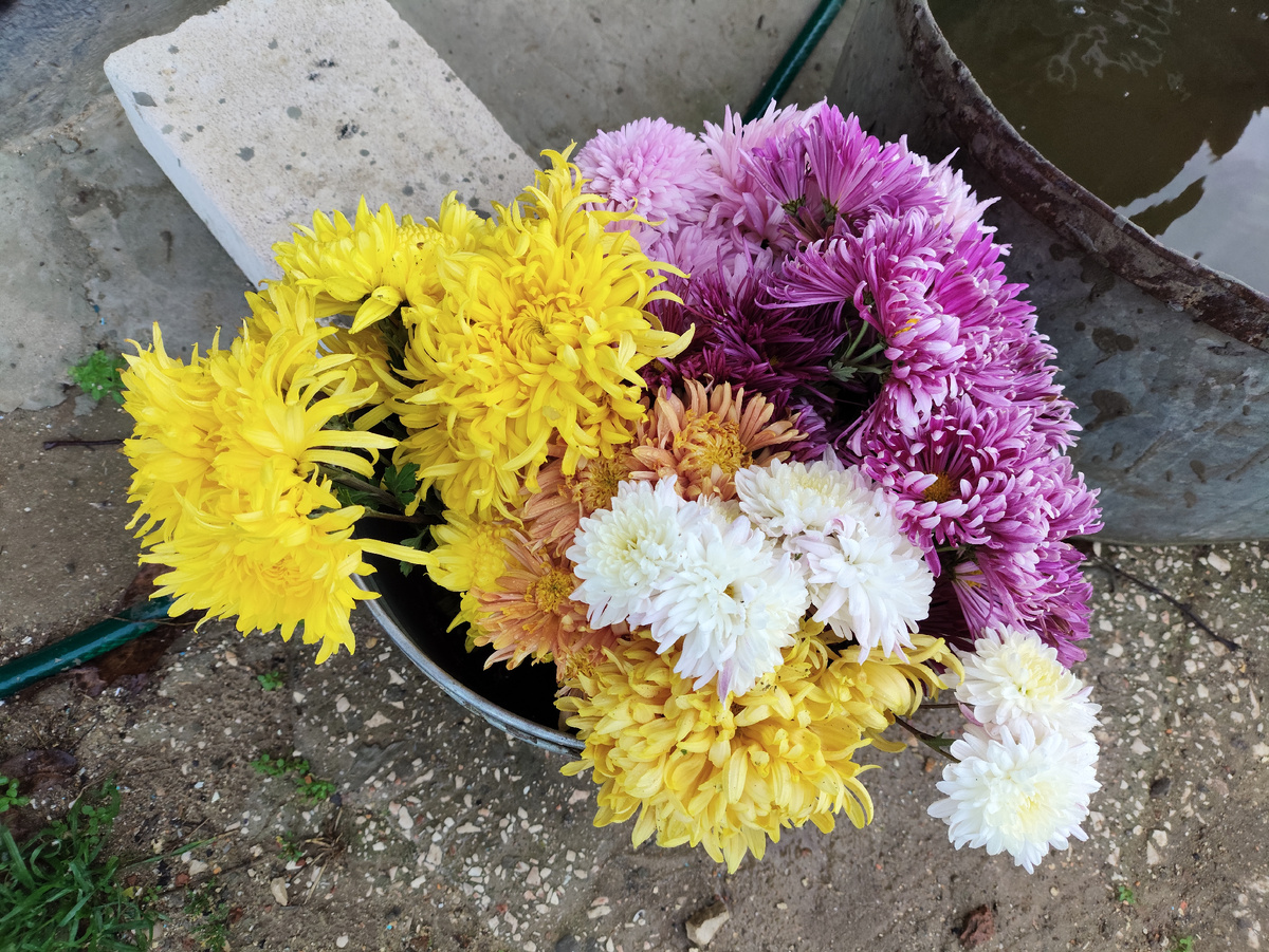 Букет в ведре )))