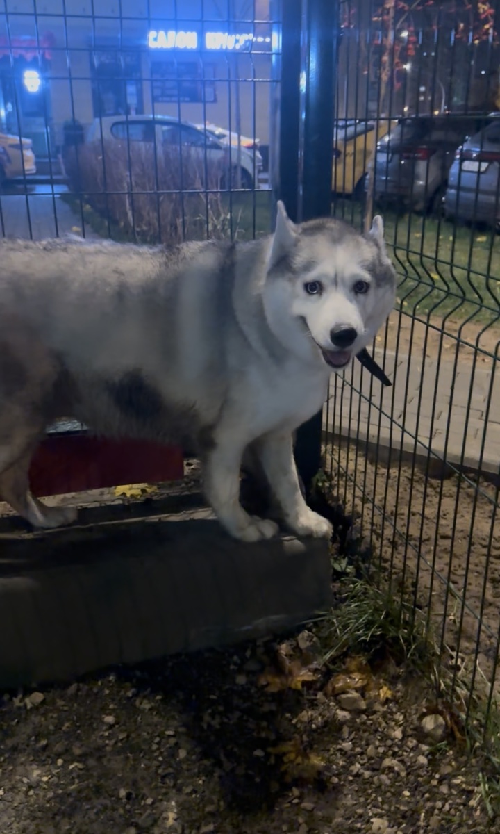 Наша гулена! Довольна, что мы в ночи примчали за ней!