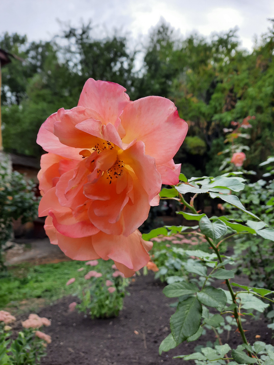 Виды музея-усадьбы П. П. Семёнова-Тян-Шанского. Фото Алёны Кашуры
